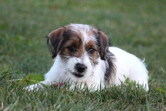 Jack Russell Terier  FCI s PP - 2