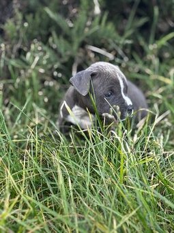 Americký stafordšírsky teriér - 2