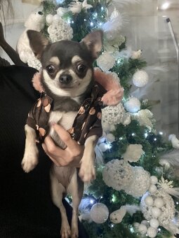 Čivavka mini , krátkosrstá čivava , civava, mini čivava - 2