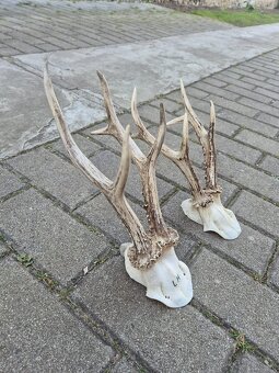 Trofej trofeje paroh parohy parozie zhody - 2