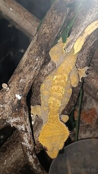 Pagekon riasnaty harlekyn - 2