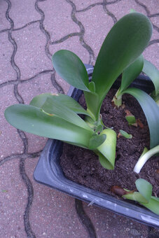 Haemanthus albiflos - slonie ucho - 2