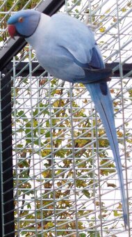 Alexander malý na dokŕmenie - 2