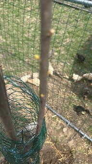 Káčatka indických bežcov - 2