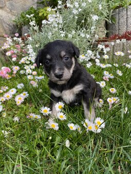 Darujem miešance Labradoru - 2