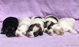 Havanský psík-Bichon havanský s PP - 2