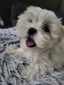 Mini maltezák - 2