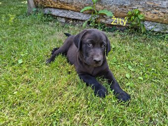 Labrador šteniatká - 2