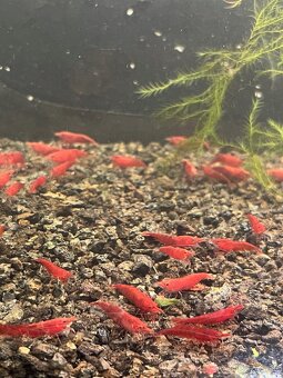 krevetky (Neocaridina) - 2