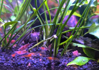 Predam krevetky Red cherry - Neocaridina davidi - 2