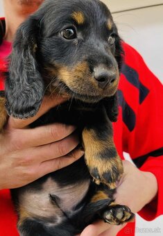 Jazvečík dlhosrsty - 2