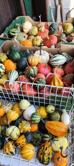 Okrasné tekvice-posledné kusy - 2