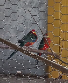 Rozela žltolíca - 2