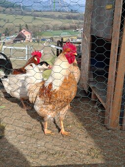 Predám/vymenim 2 mladých kohútov - 2