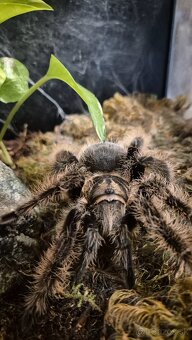 Predám terarko s pavúkom brachypelma - 2