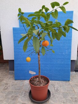Predám kumquat japonica - 2
