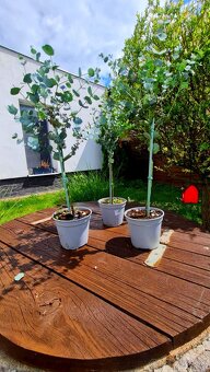 Eukalyptus Gunni "na kmienku" - 2