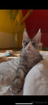 mainska myvalia kocurik , maine coon - 2