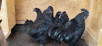 Ayam Cemani kuriatka - 2