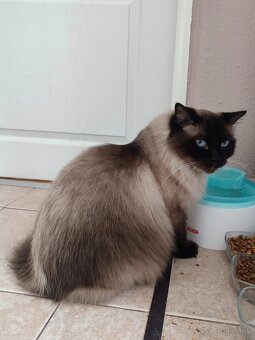 Dospelý kocúr Ragdoll bez papierov - 2