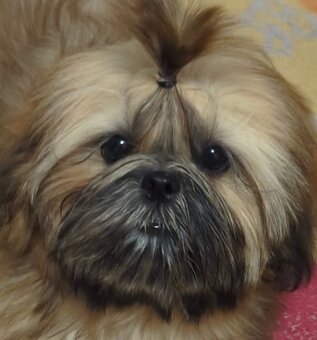 Šteniatka Shih Tzu, FCI - 2