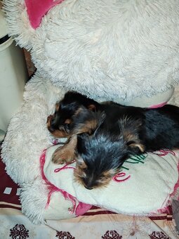 Yorkshire terier - 2