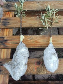 PREDáM RAKYTNíK Rešetliakový sadenice,čerstvé listy na čaj - 2