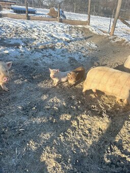 Vietnamské prasiatka - 2