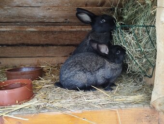 Králiky - 2