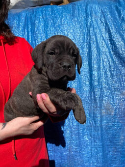 Štěňata Cane Corso s PP - 2