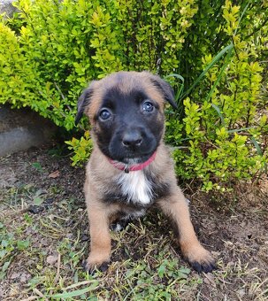 Belgický ovčiak malinois s PP - 2