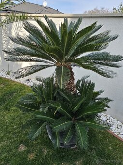 Palma 11 Cycas revoluta - 2
