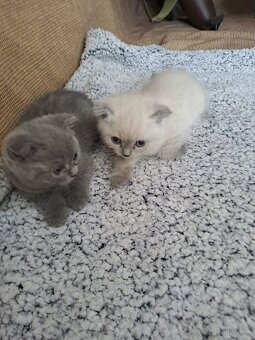 skotská klapouchá - 2