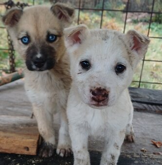 Darujem steniatka - 2