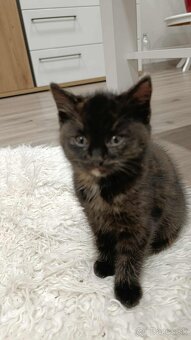 Darujem mačiatka - 2