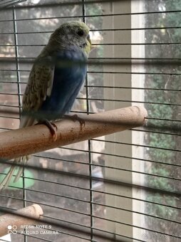 Dúhové andulky - 2