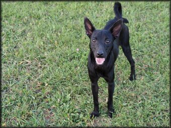 Darujem- Mexický naháč miniatúrny- mini xolo s PP - 2