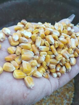 Kukurica - 2