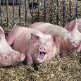 Prasatá na predaj - 2