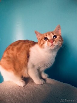 LENKA SI HĽADÁ DOMOV VO VNÚTRI - 2