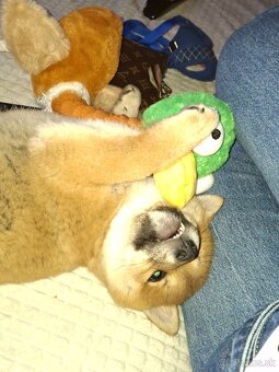 Predam steniatko - 2