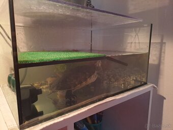 Akvárium s korytnackou - 2