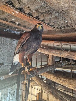 Harris hawk. - 2