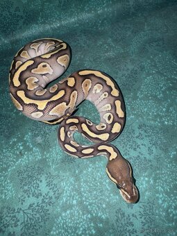 Python regius-krajta kráľovská - 2