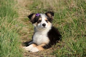 Border collie, Border kólia bez PP - 2