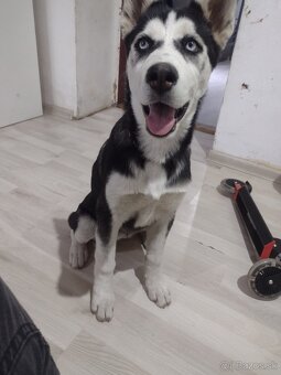 Sibírsky husky - 2