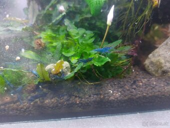 Predam krevetky Neocaridina blue dream. - 2