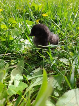 Predam ayam cemani - 2