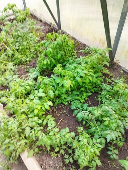 Predám planty (priesady rajčiny) - 2