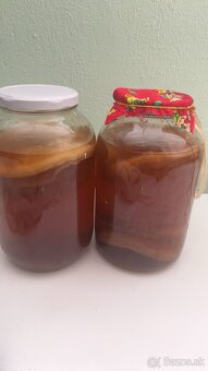 Predám kombucha SCOBY – domáci štartér na výrobu kombuchy - 2